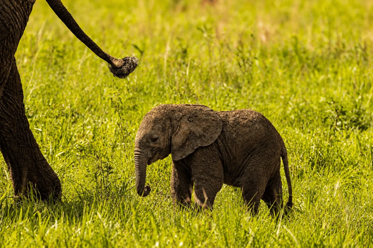 Elephant near the beach, Saadani National Park, Tanzania