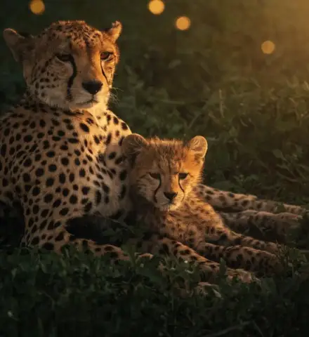 Cheetah and cub at golden hour on the savannah
