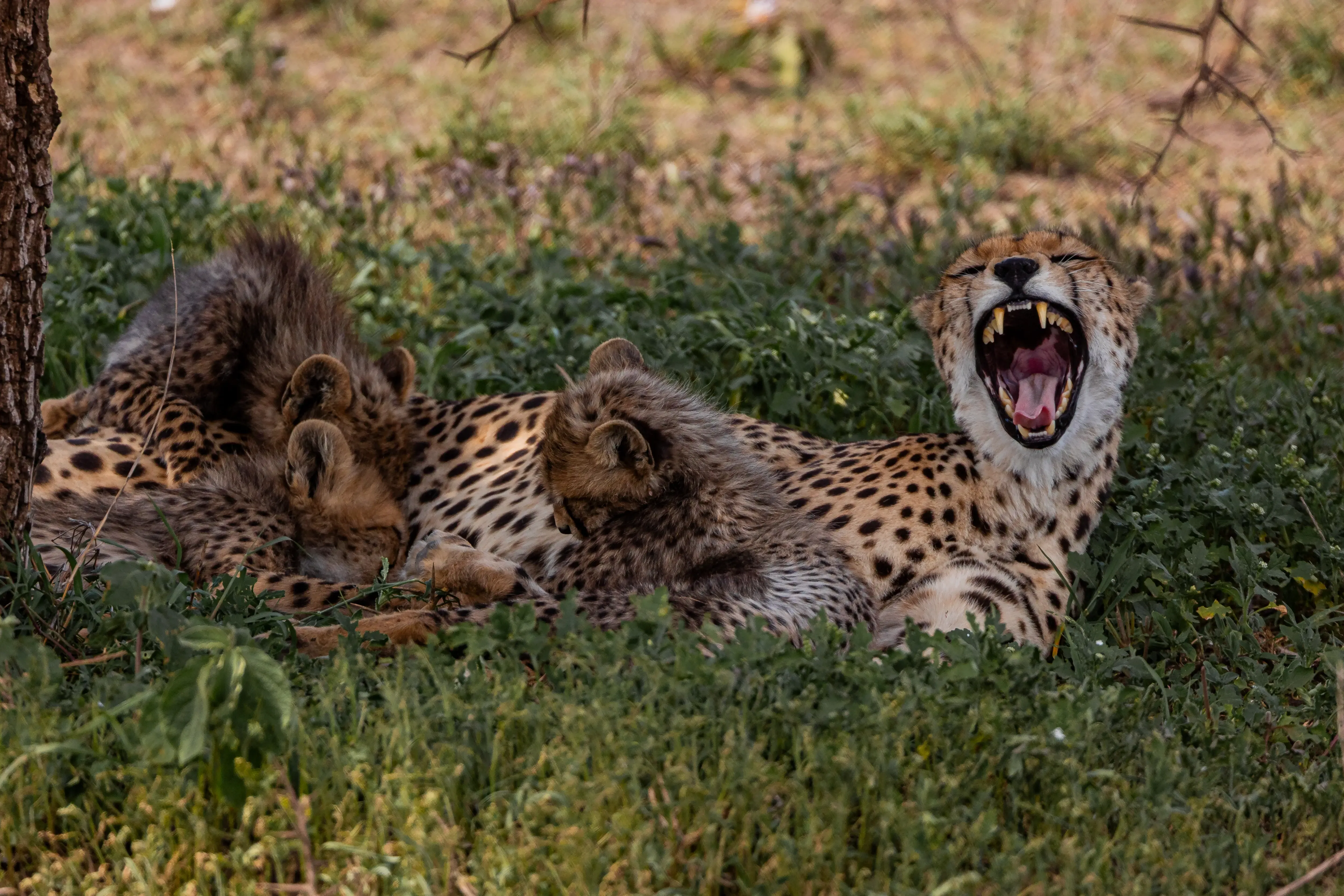 Cheetah family in the Tanzanian bush — Yera Journeys Photography Safari