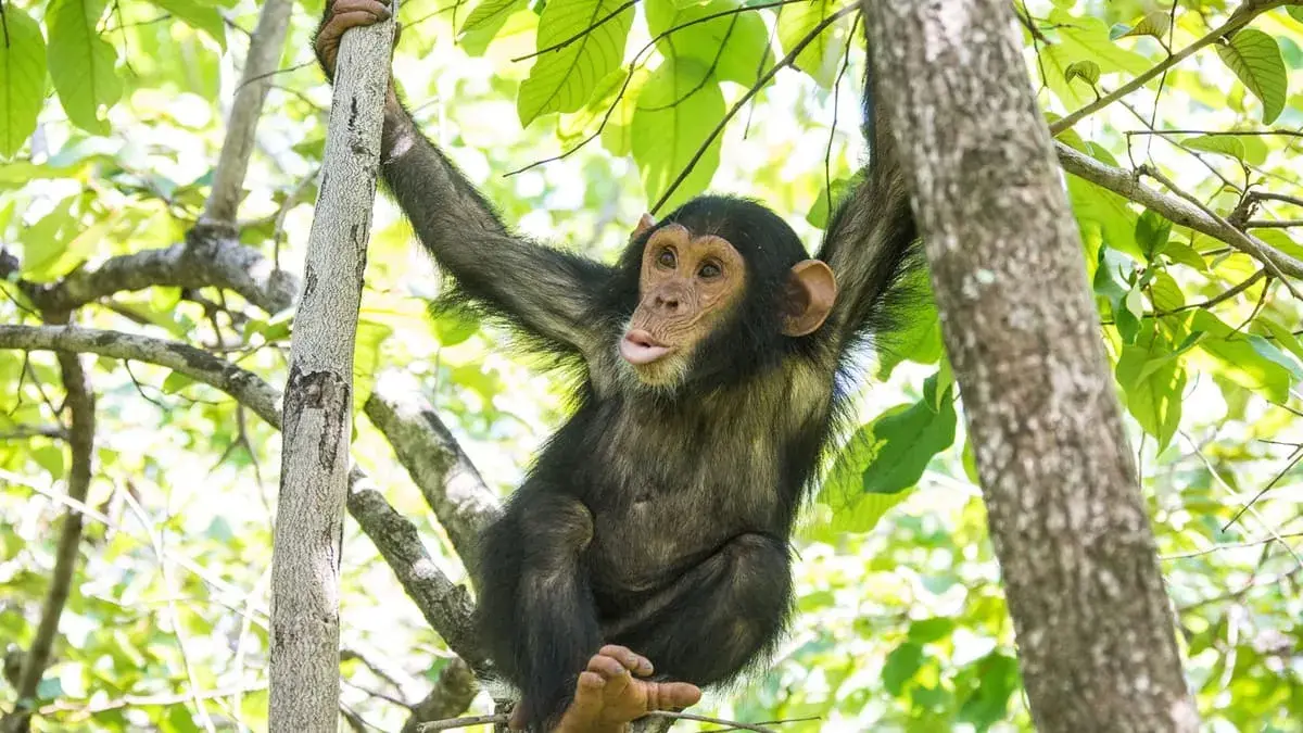 Young chimpanzee climbing in the forest
