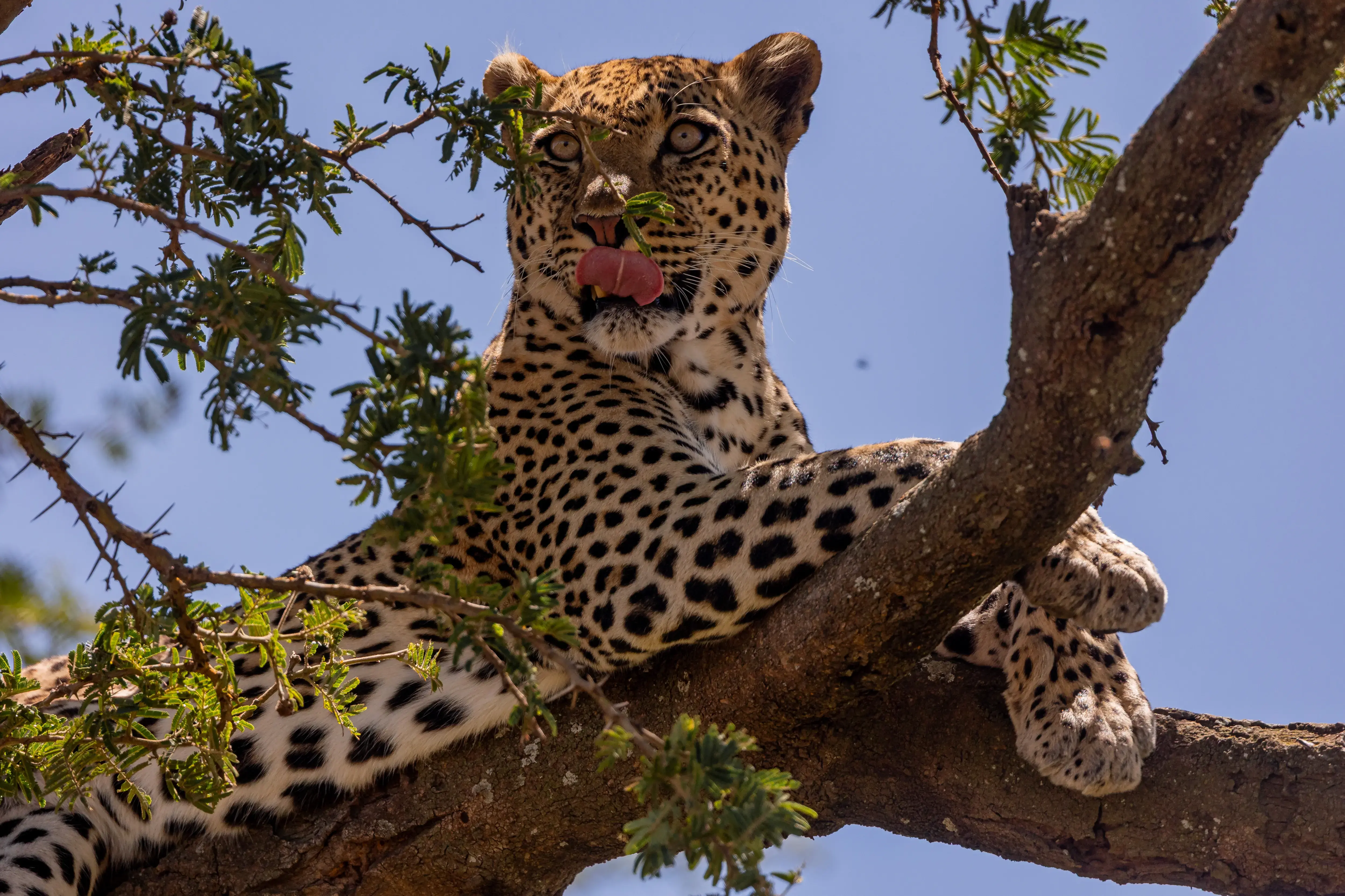 Biharamulo Game Reserve, Tanzania