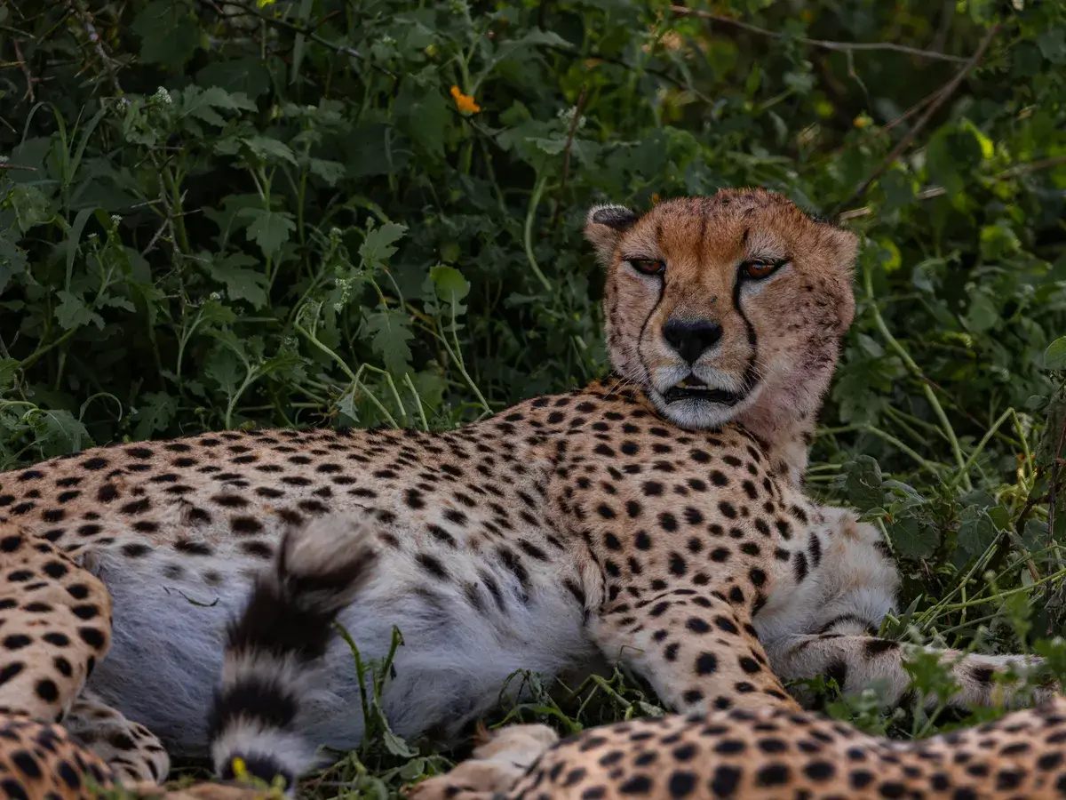 Cheetah resting in the grass