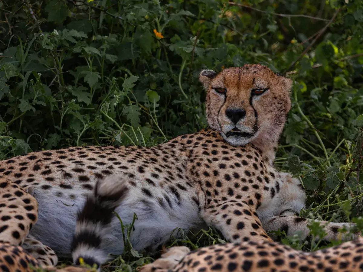 Mikumi National Park, Tanzania