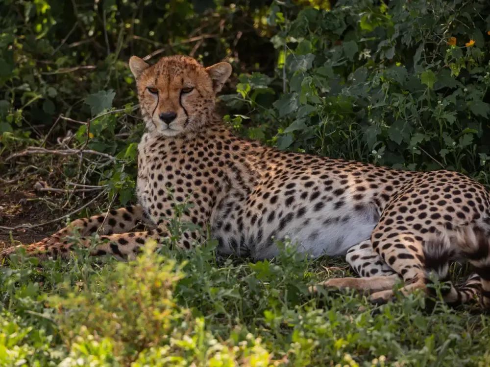 Tarangire, Ngorongoro & Serengeti — Ngorongoro safari, Tanzania