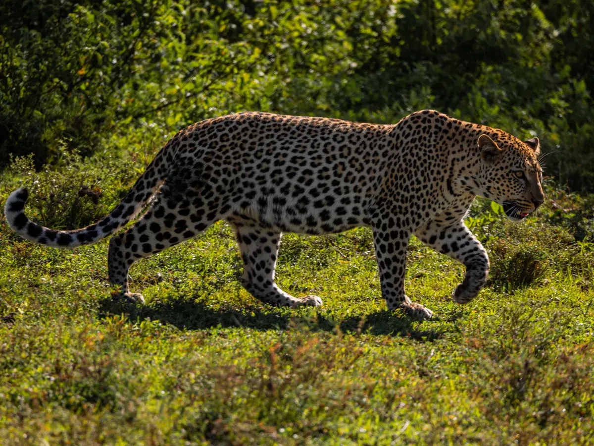 Nyerere National Park, Tanzania