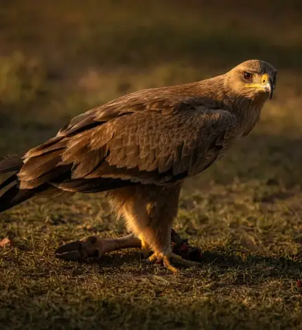 An eagle on the ground in golden evening light