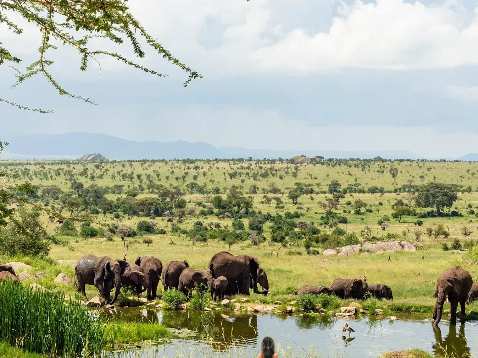 Elephant herd at a waterhole in Tarangire
