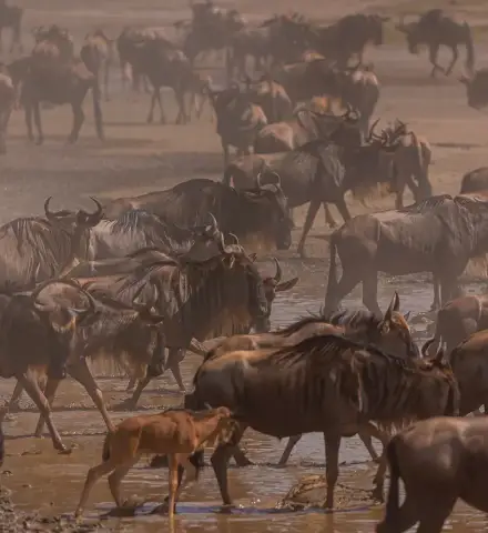 Wildebeest crossing a river on the Great Migration