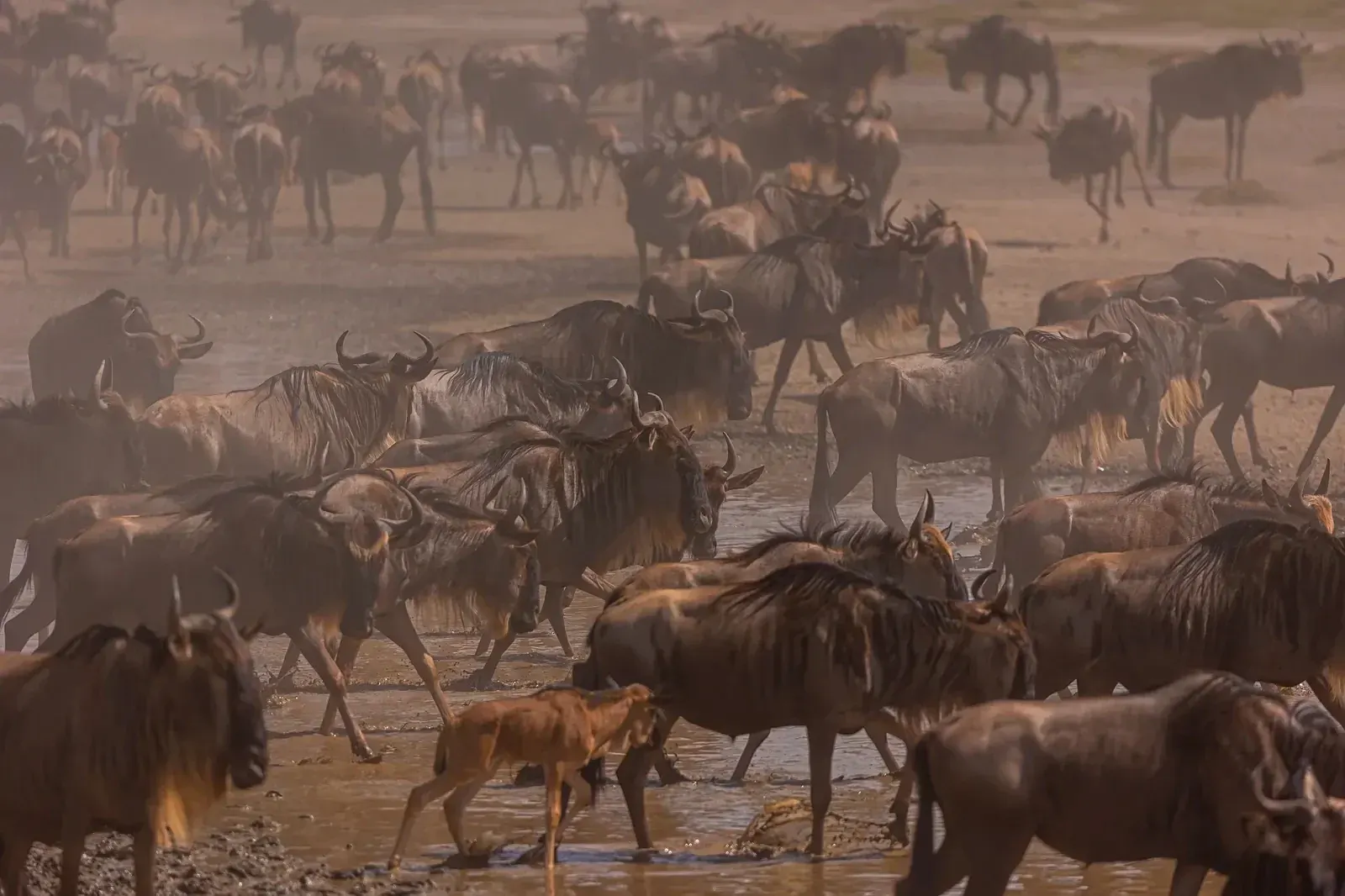 Great Migration wildebeest crossing in the Serengeti