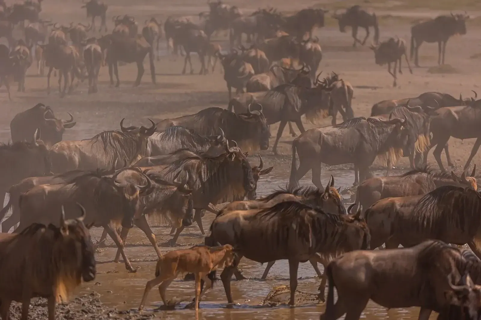 Wildebeest of the Great Migration crossing the Mara River in the northern Serengeti