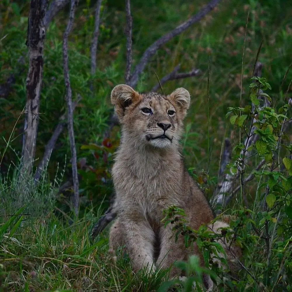 A young lion sitting in the grass, northern Tanzania