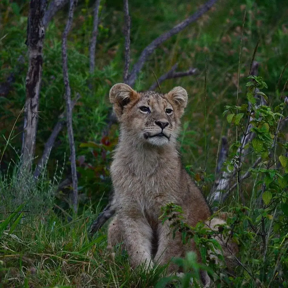 A young lion sitting in the grass, northern Tanzania