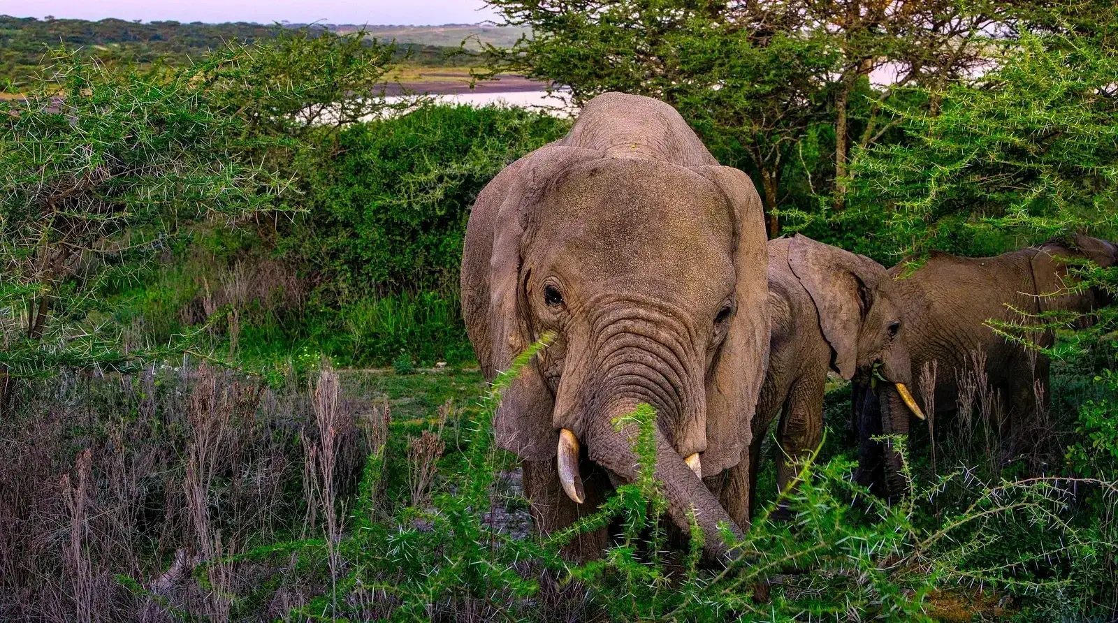 Elephants in the green Ngorongoro highlands
