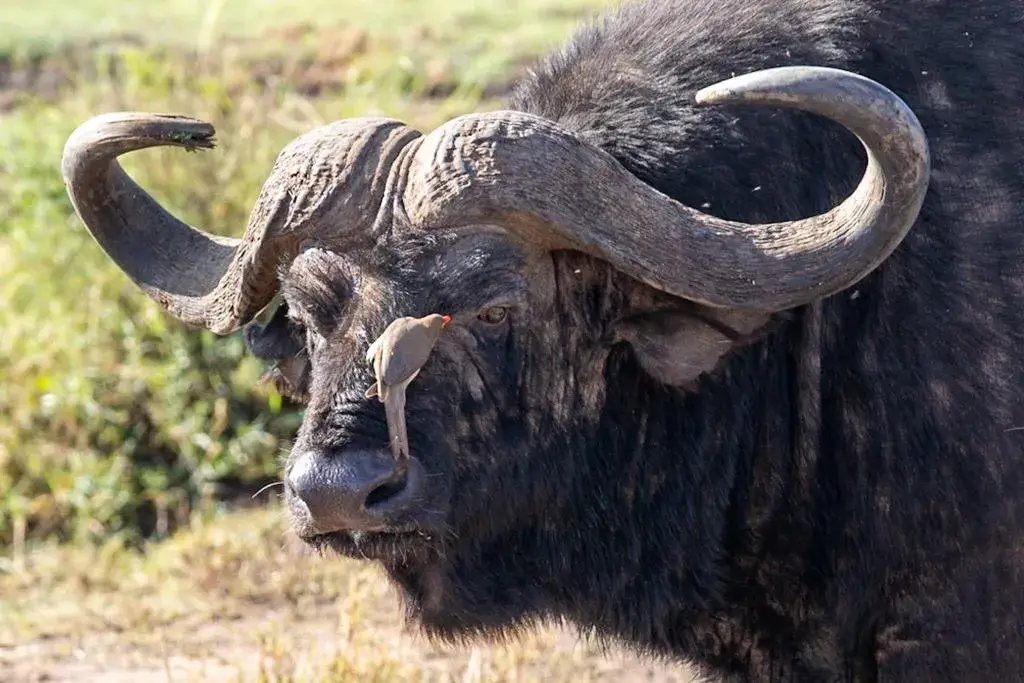 Cape buffalo with an oxpecker on its face