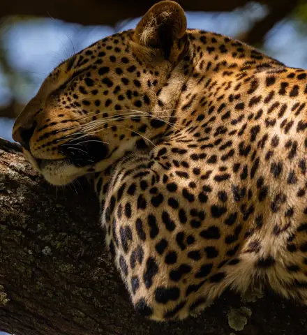 A leopard resting on a tree branch