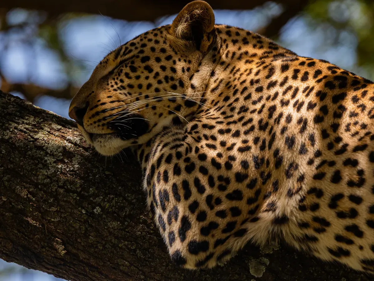 Tanzania Classic Safari — lions on the Serengeti plain with Yera Journeys