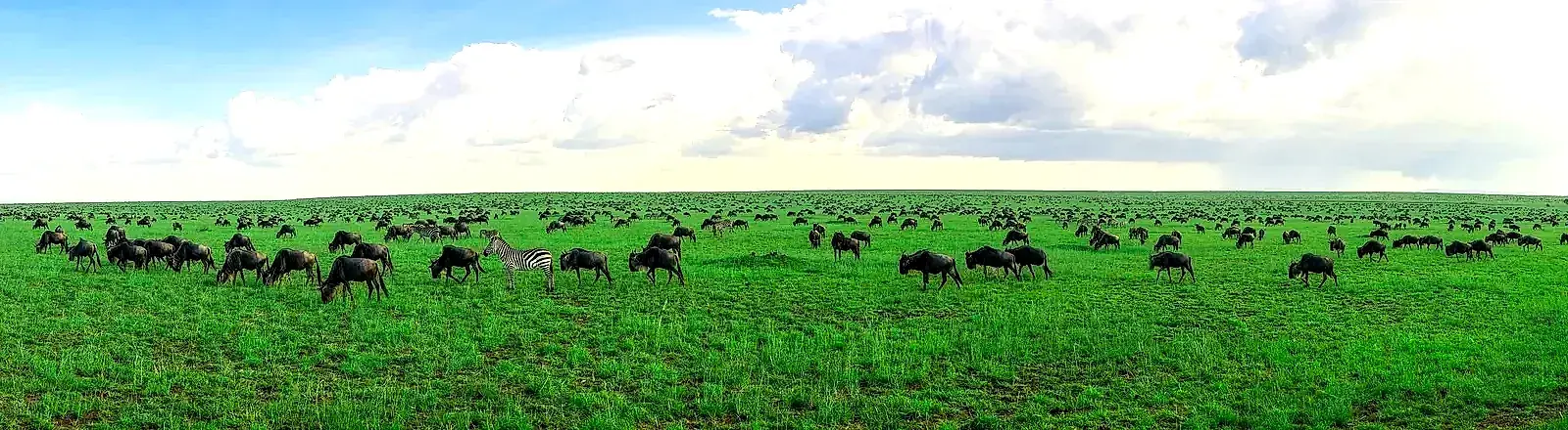 Wildebeest and zebra herds on the green Serengeti plains