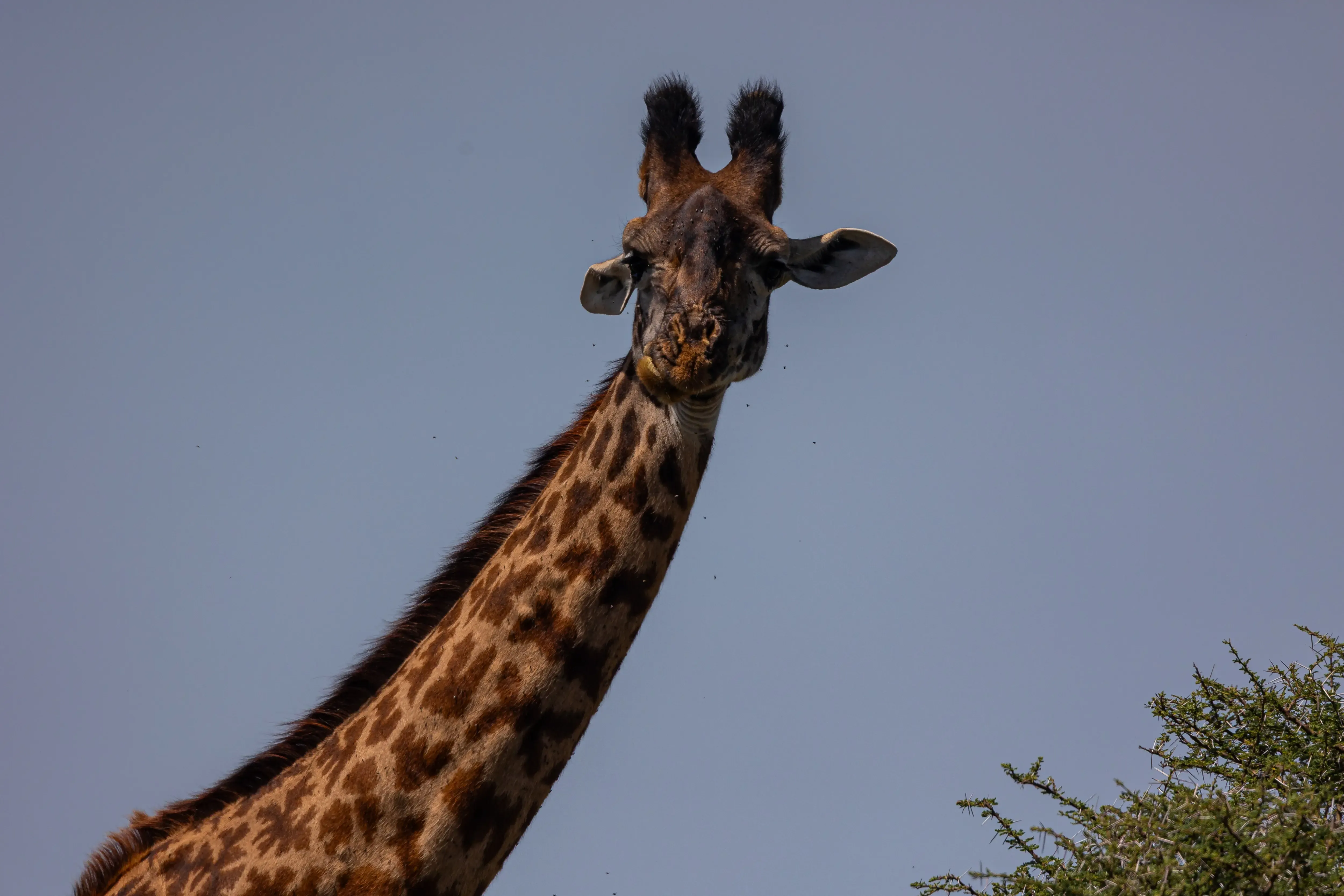 Giraffe against Tanzania's open sky — Yera Journeys private safari specialists