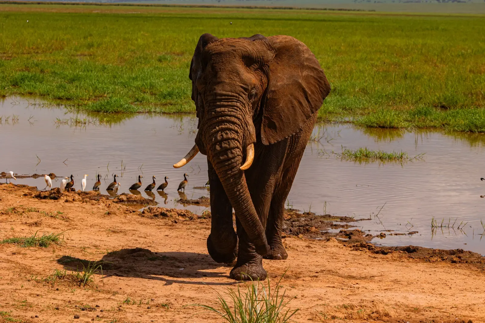 Elephant at a Tanzanian waterhole — Yera Journeys founder-led boutique safari company based in Arusha