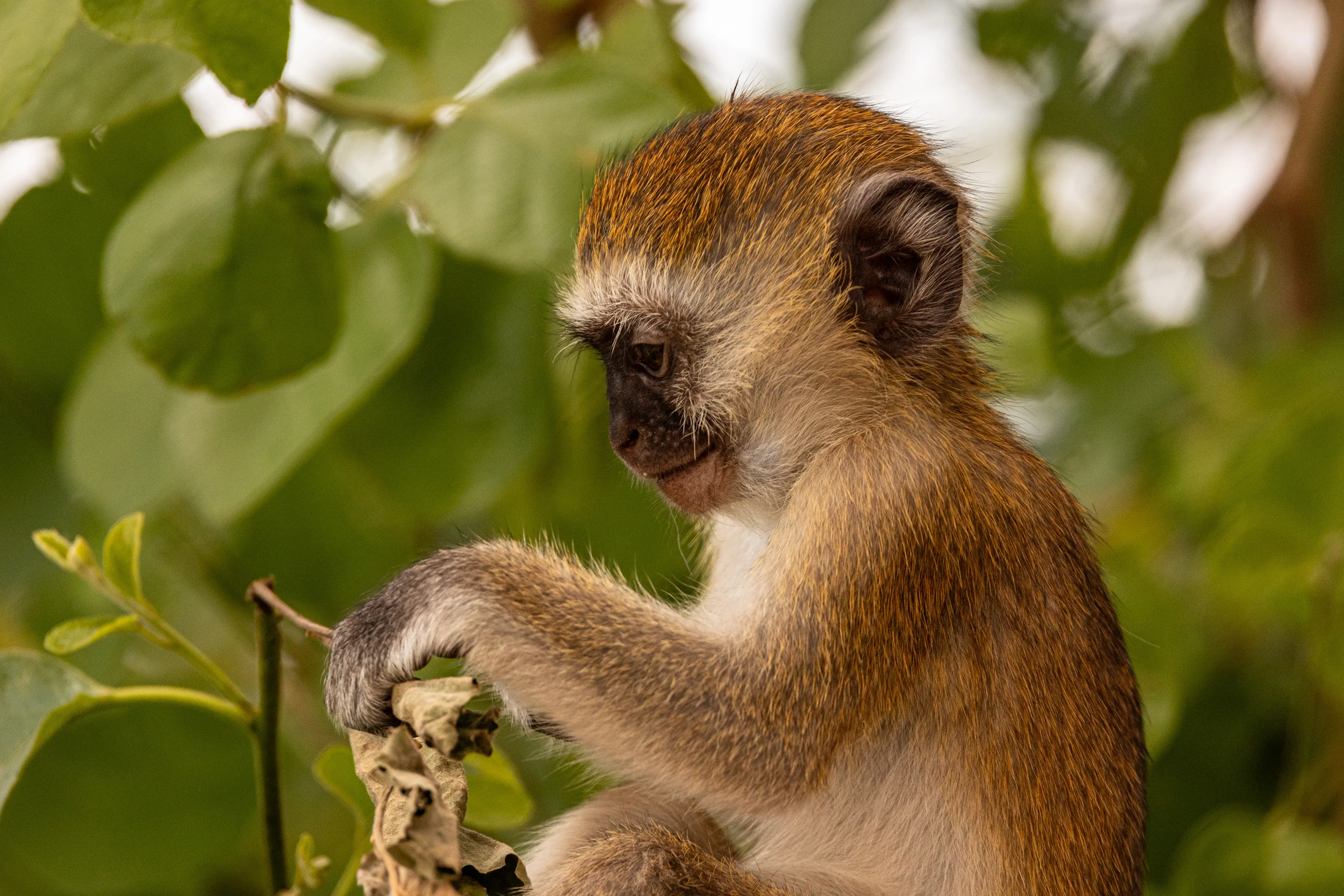 Vervet monkey among forest leaves