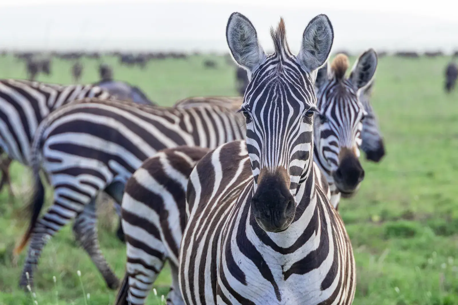 Longido, Tanzania