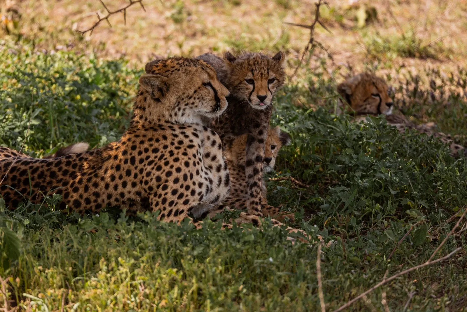 Cheetah family on the Tanzania plains