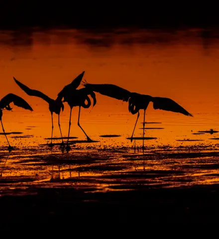 Flamingos silhouetted against an orange sunset