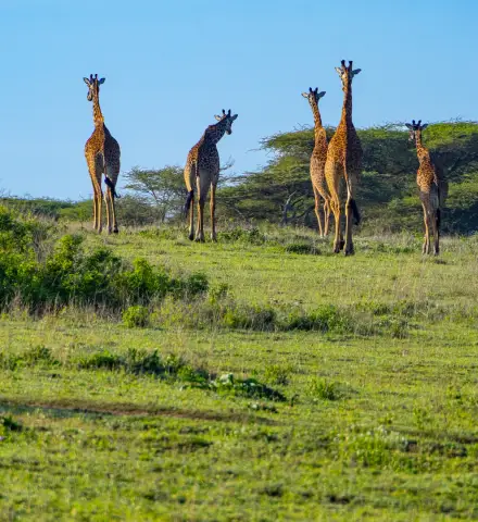 Giraffes walking across green plains