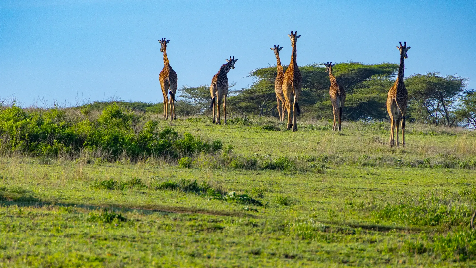 Kitulo National Park, Tanzania