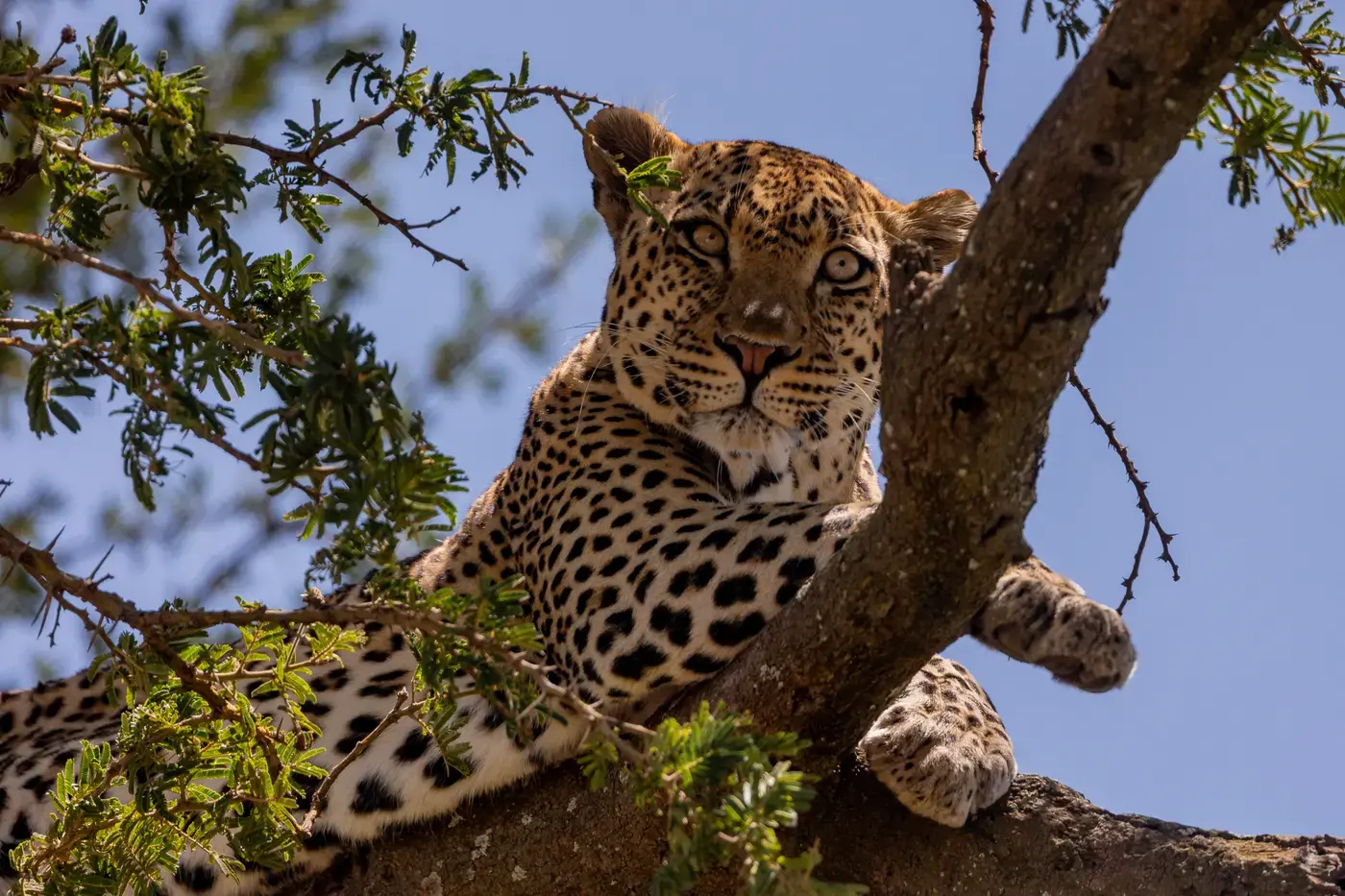 Mkomazi National Park, Tanzania