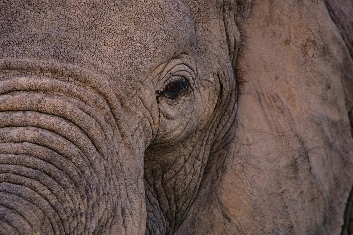 Close-up of an elephant's eye and wrinkled skin