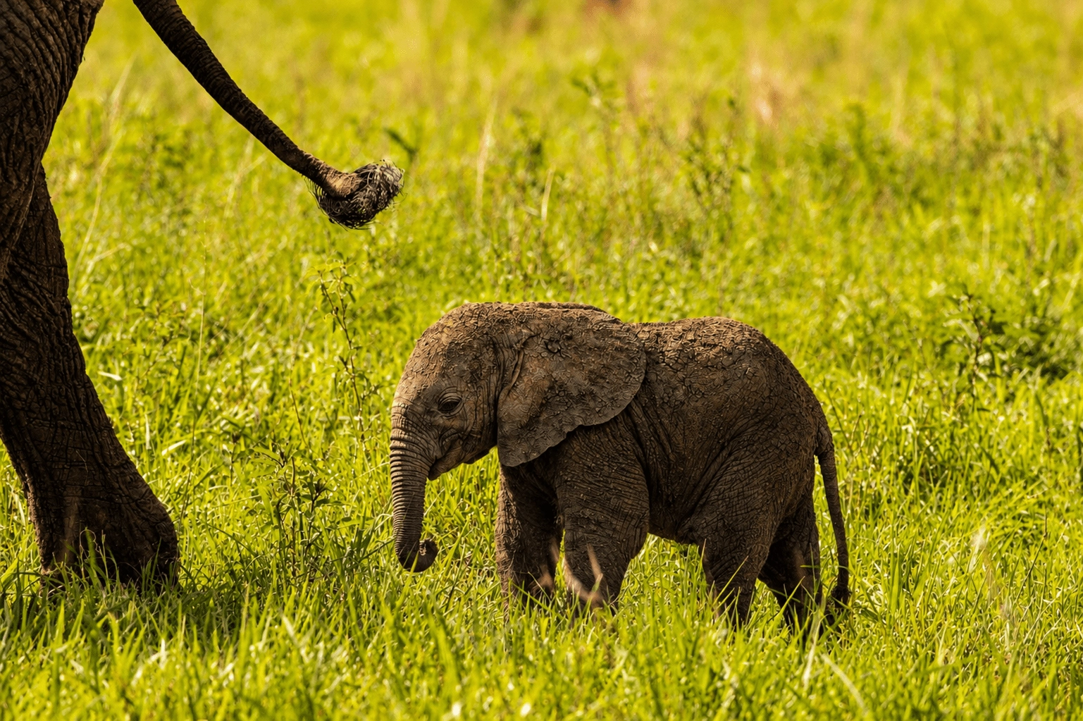 Family Safari