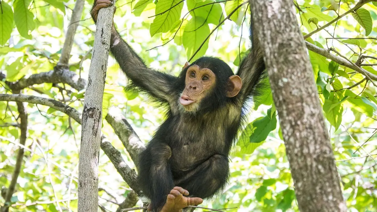 A wild chimpanzee in the forest