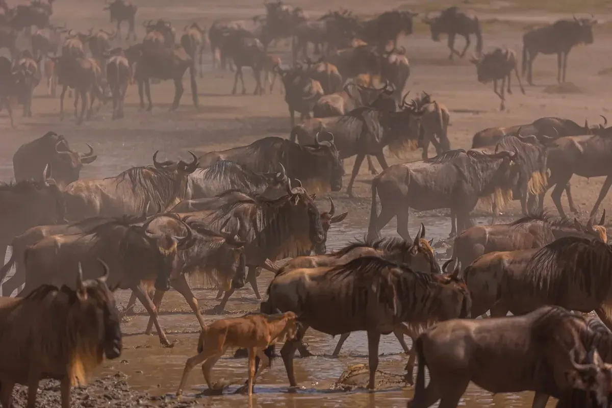 Wildebeest herd crossing a river on the Great Migration