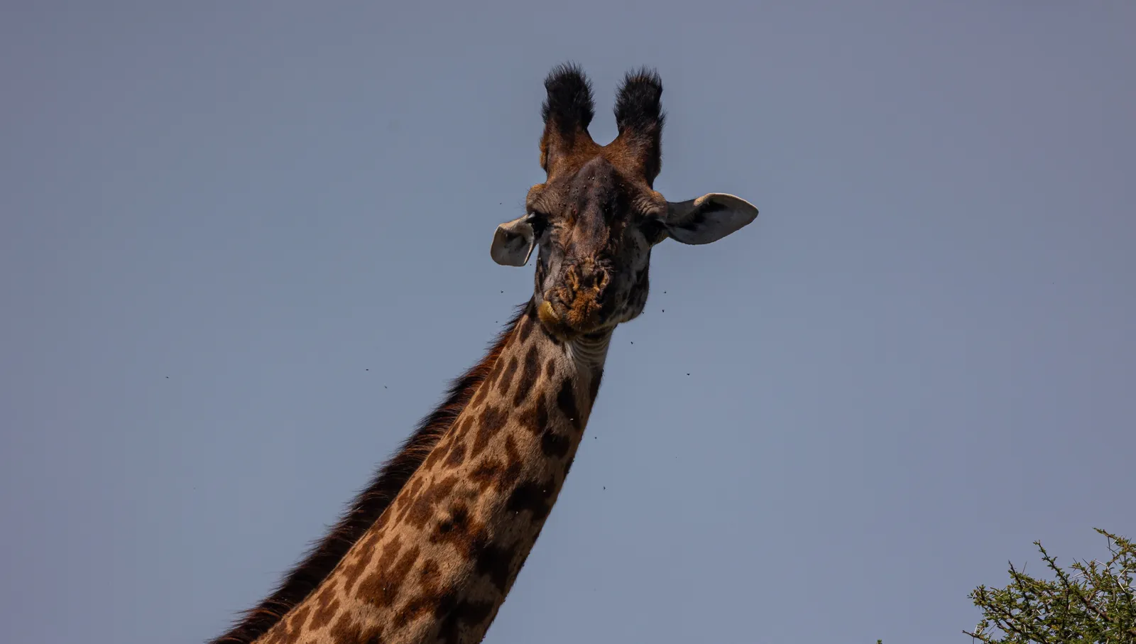 Giraffe against the sky on a 10-day Tarangire, Lake Manyara, Ngorongoro and Serengeti safari