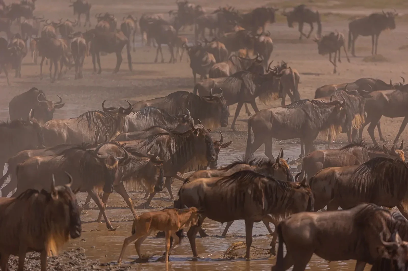 Great Wildebeest Migration on the Serengeti plains, Tanzania — Yera Journeys private safari