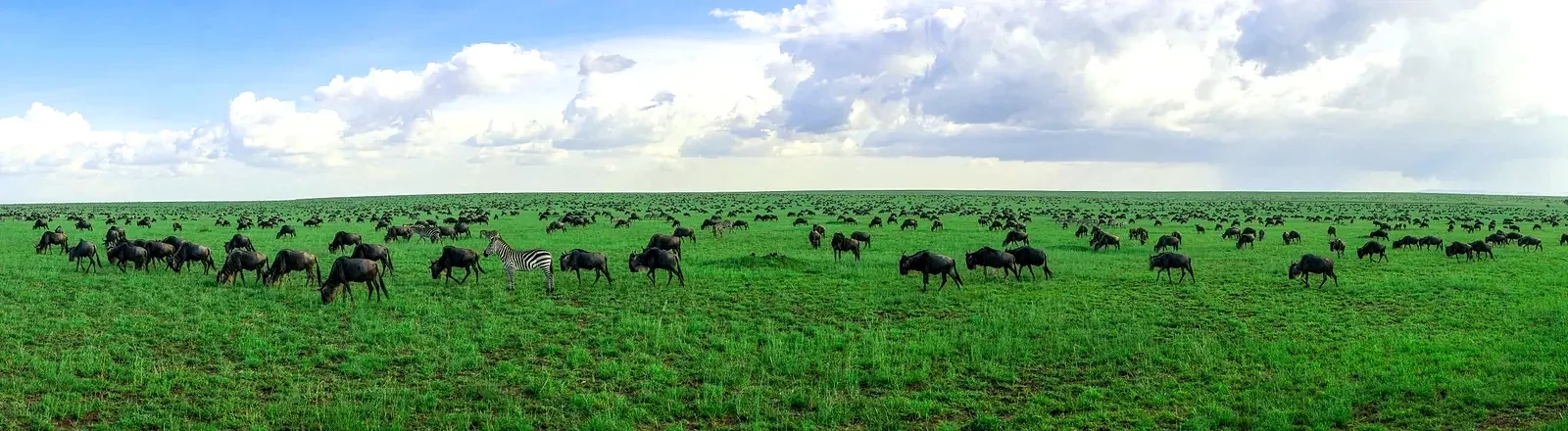 Serengeti plains