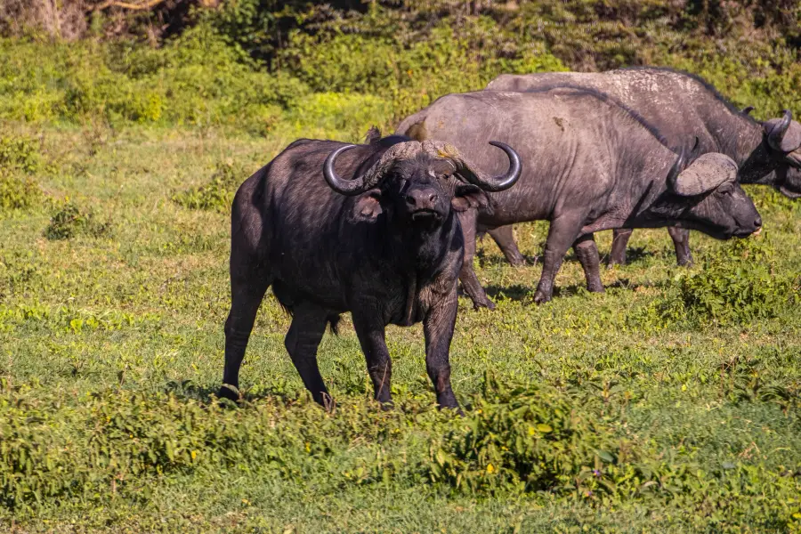 Mikumi, Tanzania — The miniature Serengeti. Big in every way that matters.