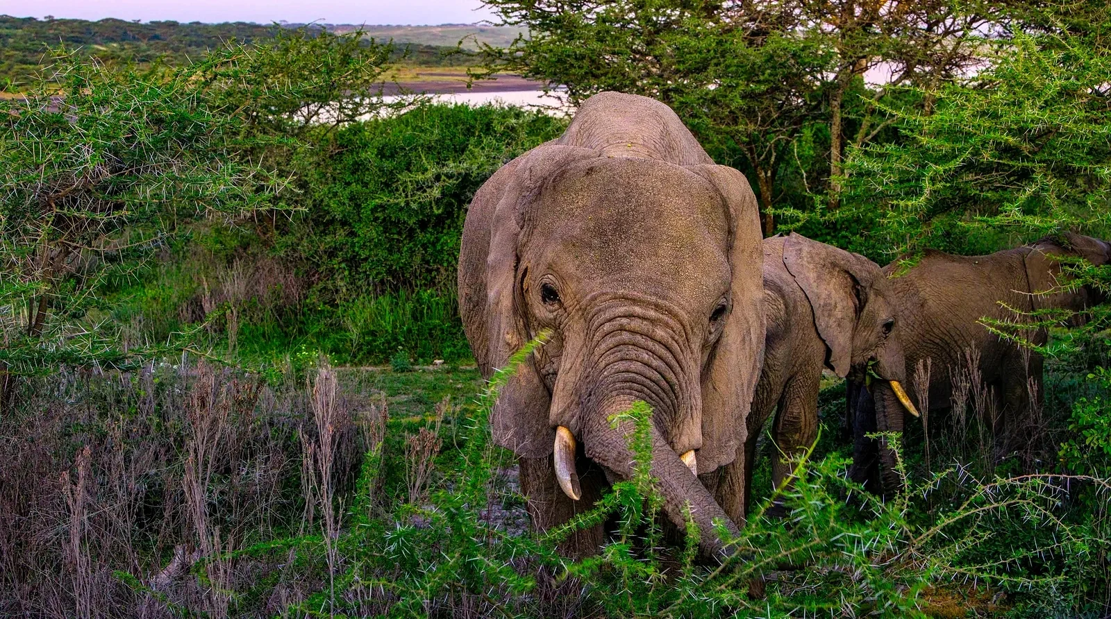 Complete Ngorongoro Conservation Area - Ngorongoro Conservation Area Tanzania safari itinerary