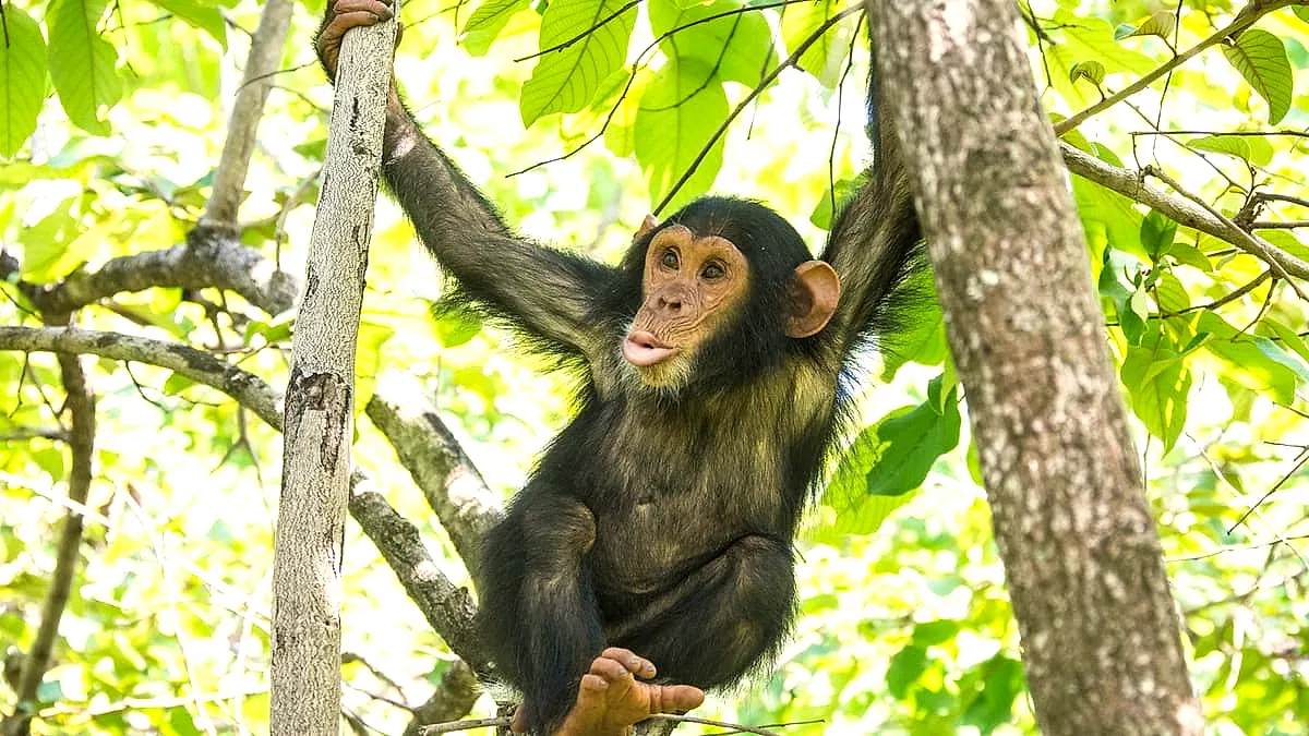 Chimpanzee trekking in Mahale and Gombe, Tanzania with Yera Journeys