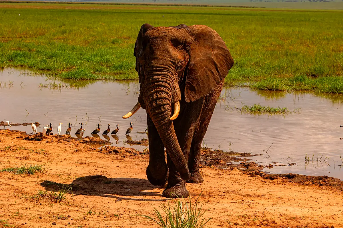 Elephant walking along a riverbank in Tanzania
