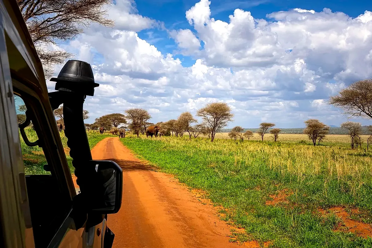 View from a safari vehicle along a dirt track on a game drive