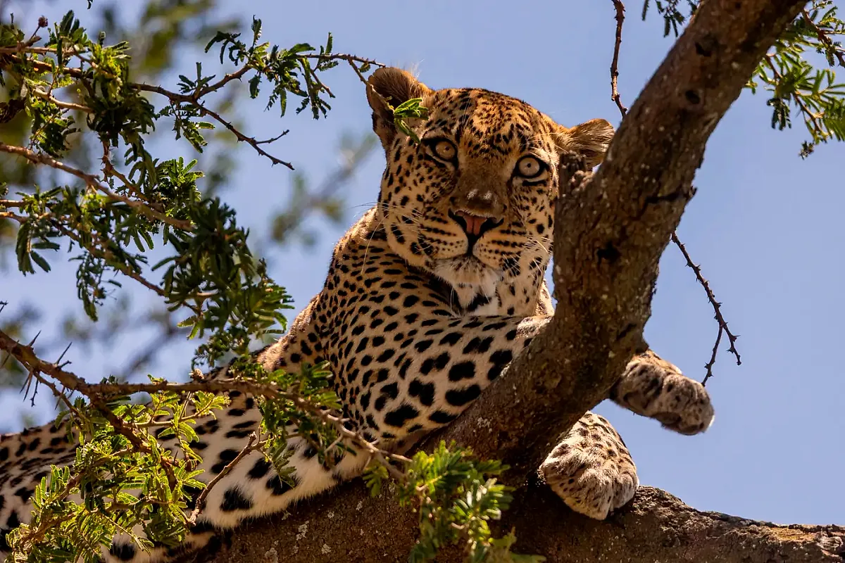 A leopard resting in an acacia in the Serengeti