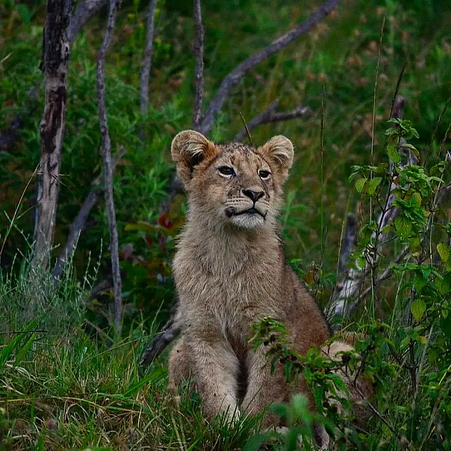 Lion cub in the grass on a 7-day Ngorongoro and Serengeti safari
