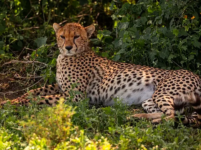 Ngorongoro Conservation Area highlands