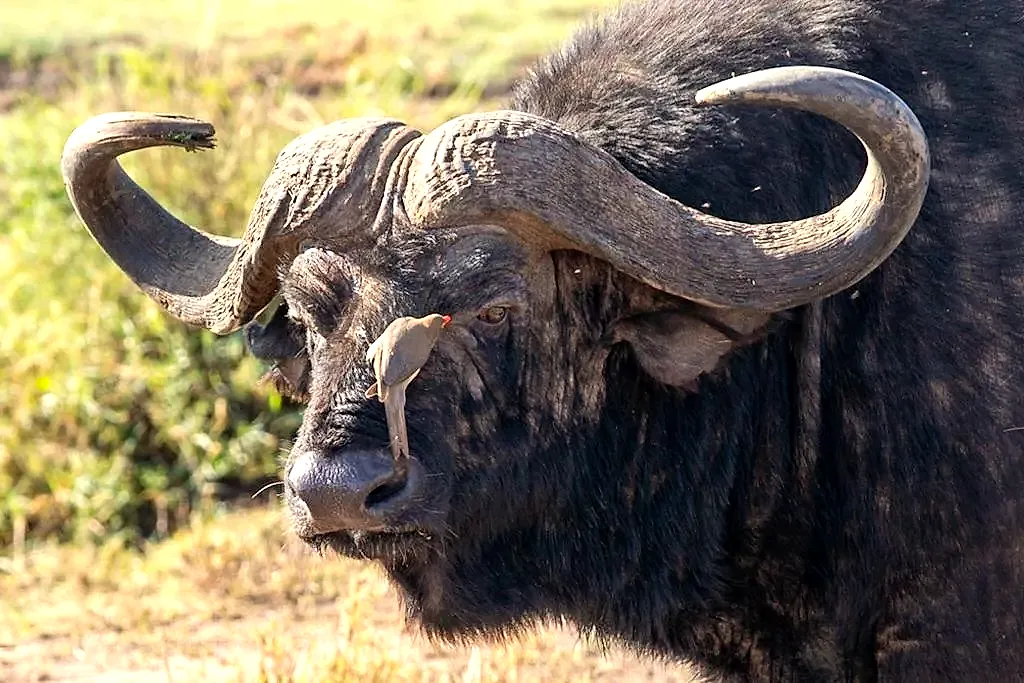Cape buffalo in Nyerere National Park on a fly-in safari from Zanzibar