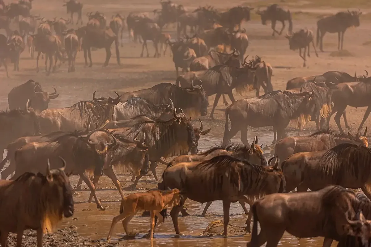 Wildebeest crossing the Mara River in the northern Serengeti