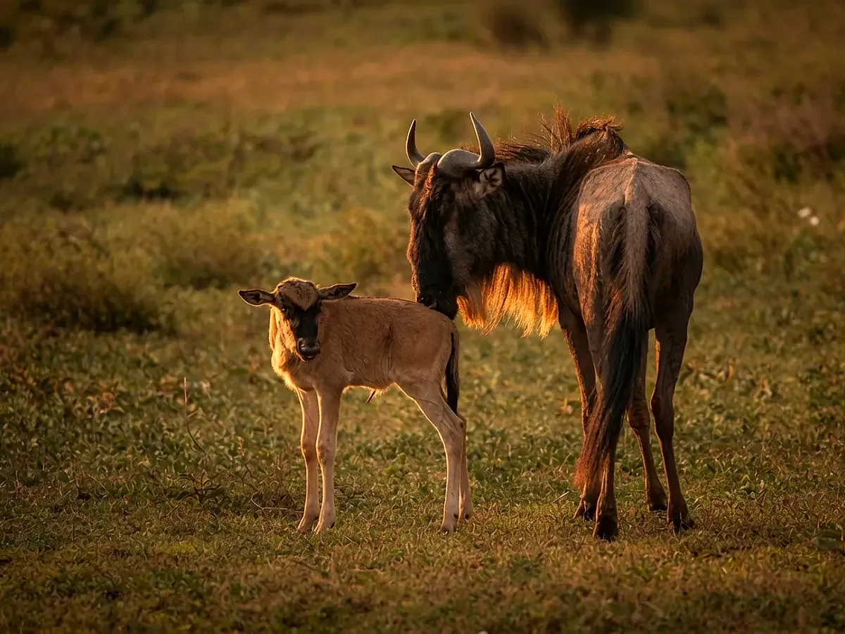 A wildebeest mother and her calf on the Serengeti plains