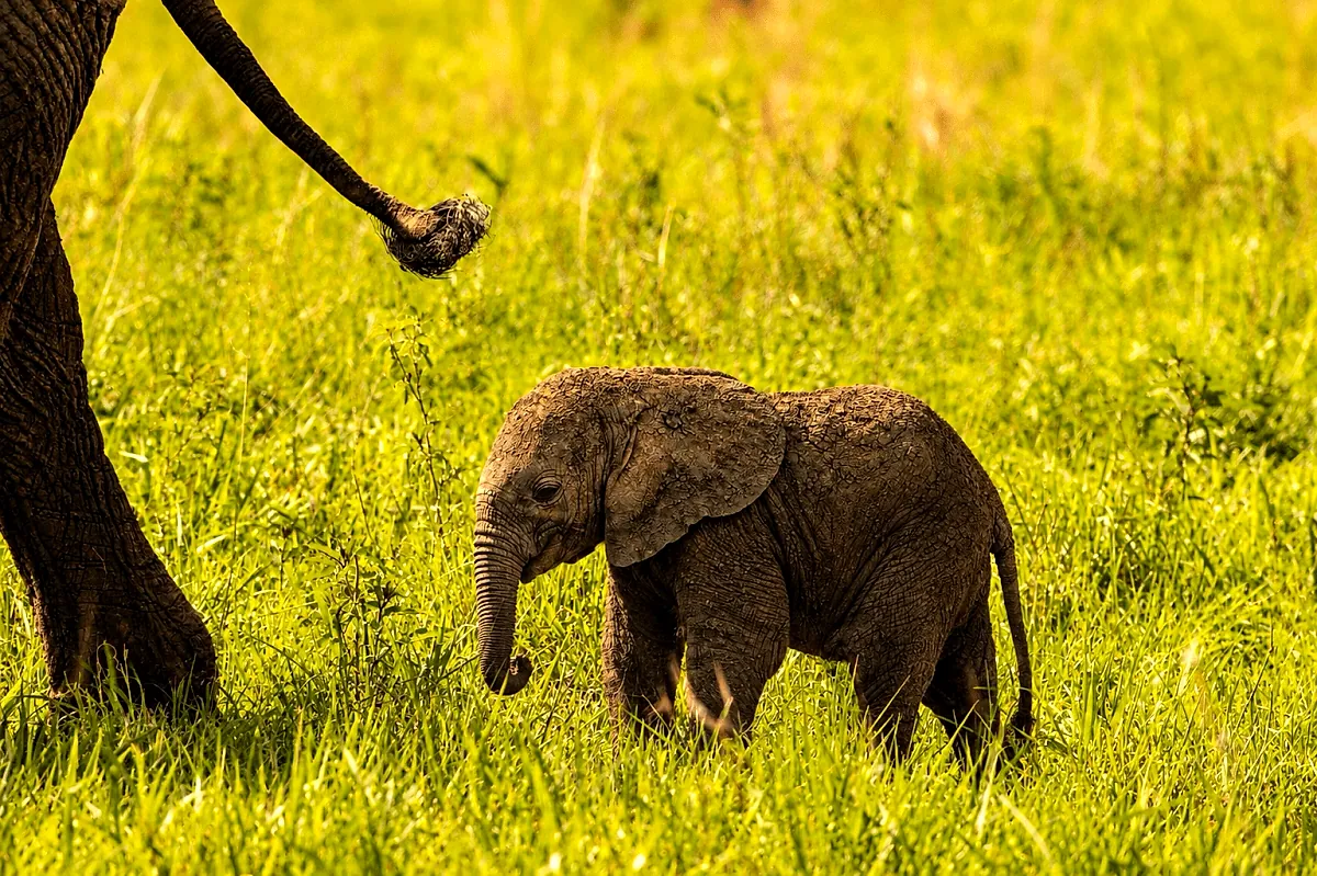 A young elephant in Tarangire National Park