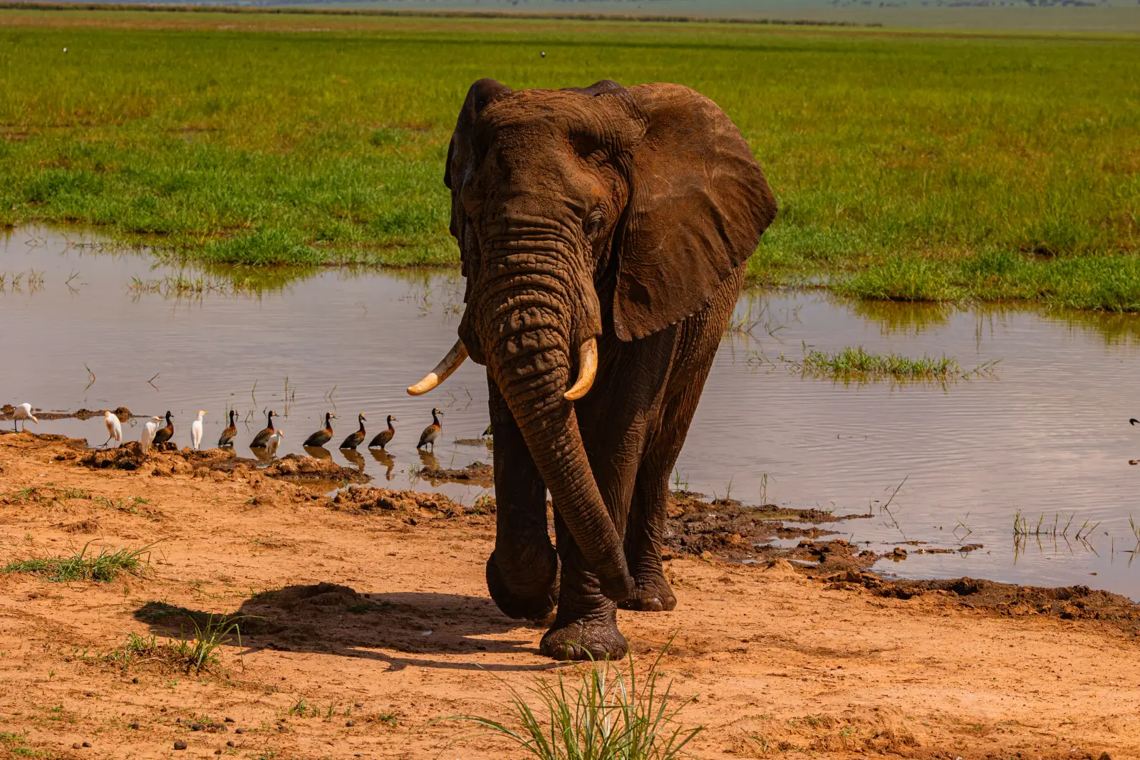 An elephant walking along the edge of a waterhole